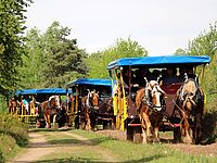Ferie Alene • Forår på Lüneburger Heide