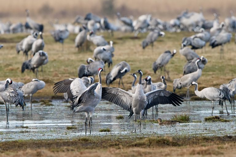 Common crane (Grus grus)