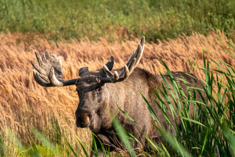 a elk or moose in the wild in denamrk in lille vildmose