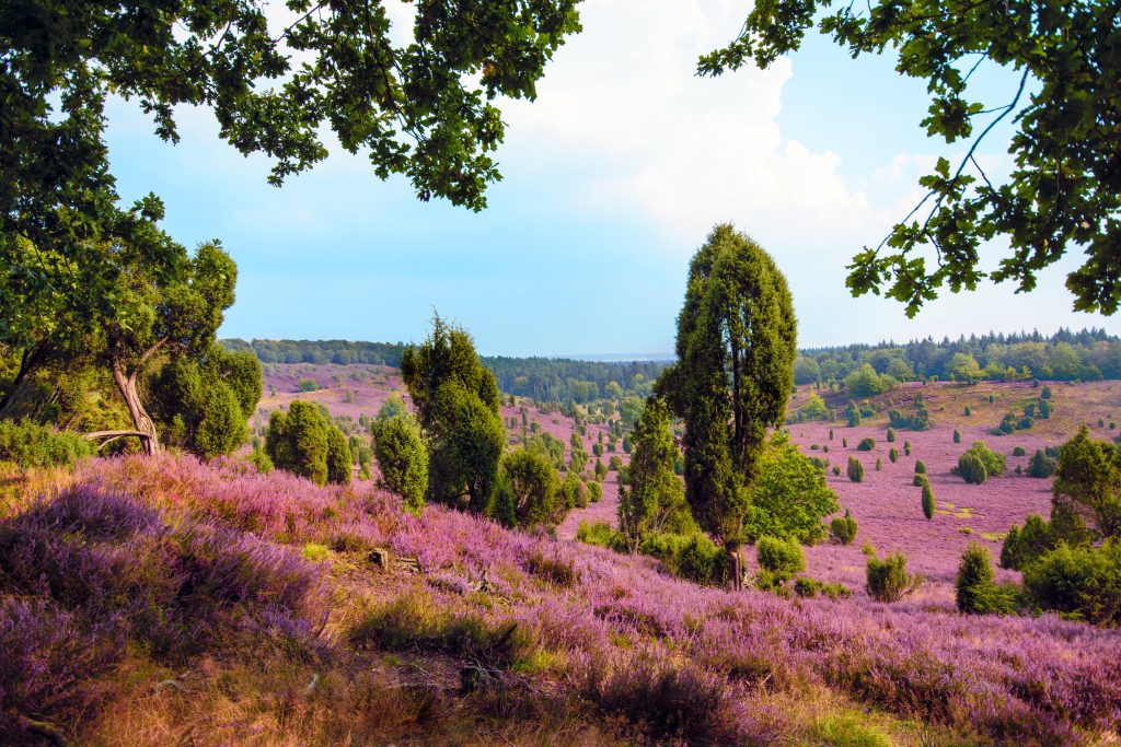 Totengrund in der Lüneburger Heide bei Wilsede