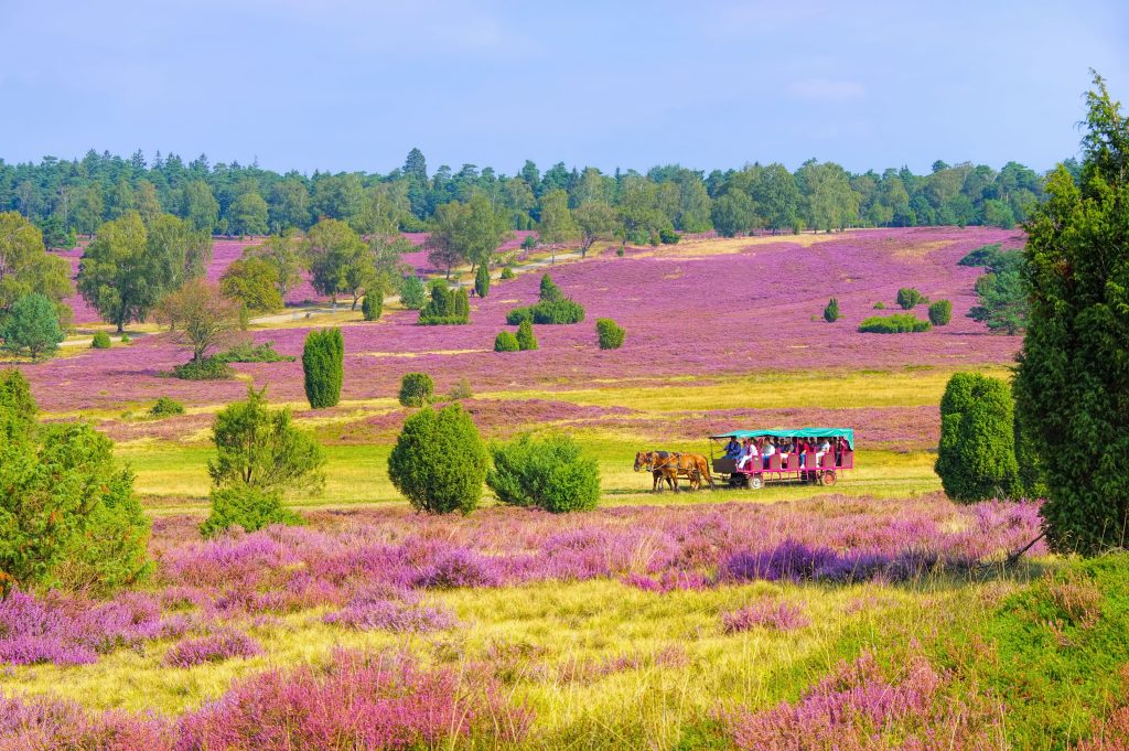 Lüneburger Heide im Herbst bei Wilsede - landscape Lueneburg Heath in autumn near Wilsede