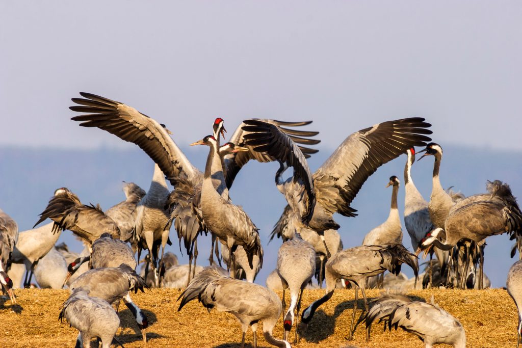 Dancing Cranes at a field in springtime