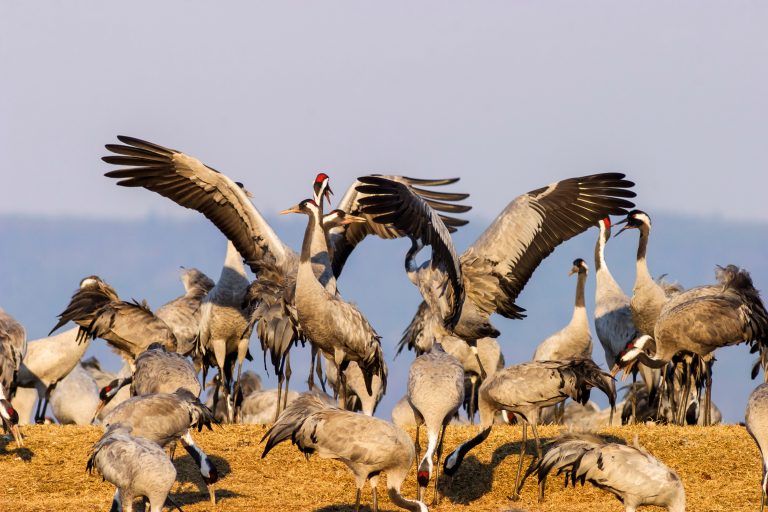 Dancing Cranes at a field in springtime