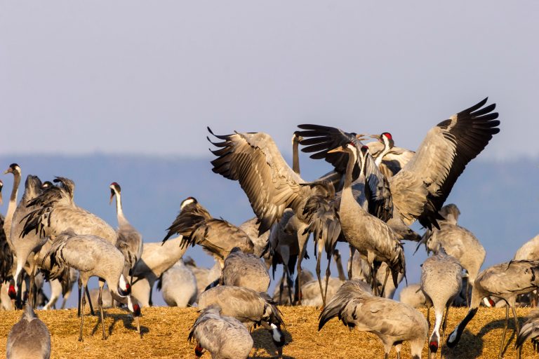Flock of dancing Cranes at spring