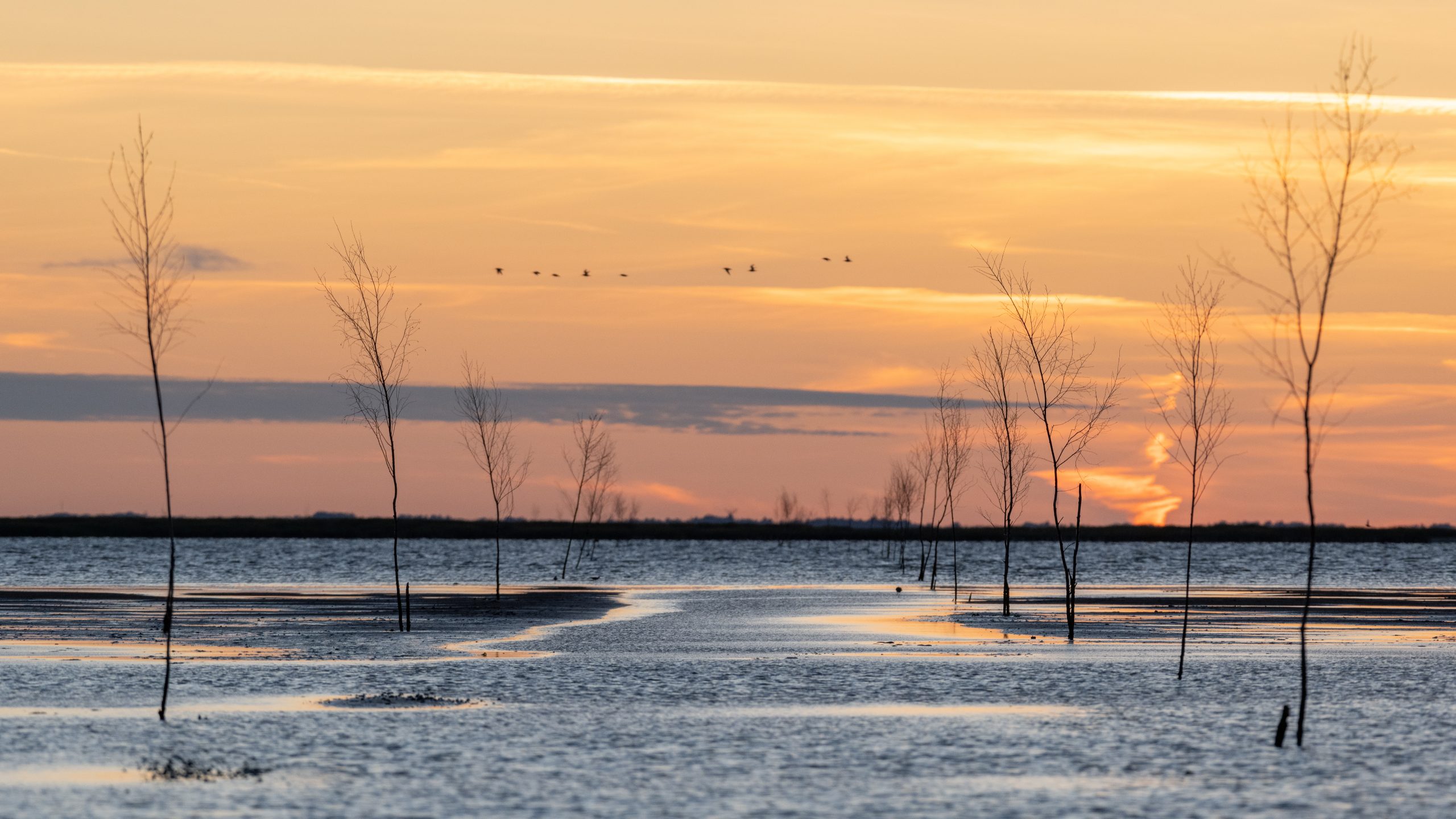 Footpath to Island Mandø under Water, Denmark