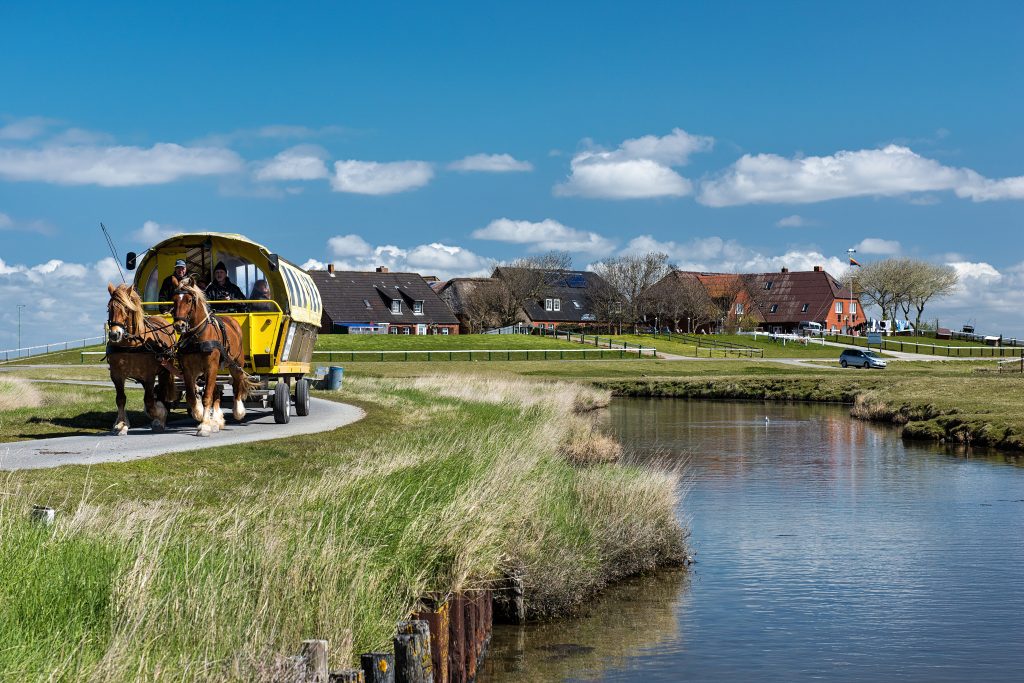 Pferdegespann auf einer Hallig