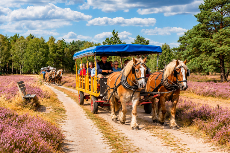 Hestevogn gennem blomstrende hedelandsskab