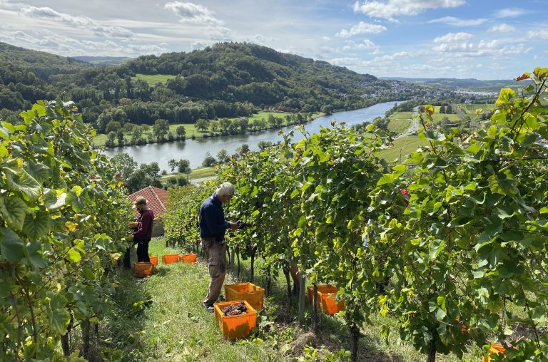 Traubenlese_Obermosel2023_FotoAnsgarSchmitz