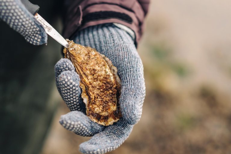 oystersafari-vadehavet-denmark-4_©Thomas Høyrup Christensen-large