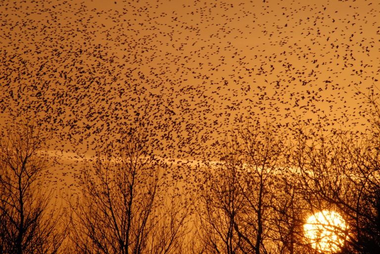 sort-sol-ribevhc-4-1600x1071